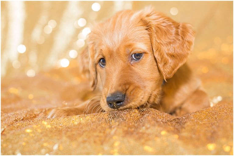 Happy The Golden Pup // Eugene Oregon Pet Photography // Stevi Sayler Photography