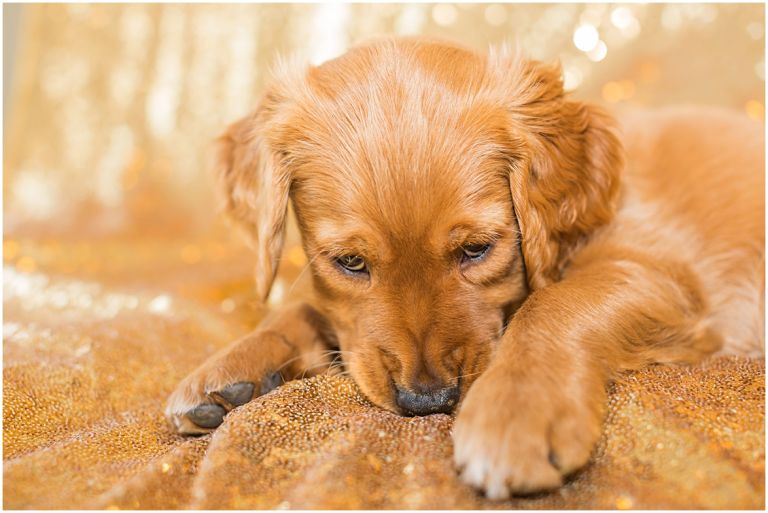 Happy The Golden Pup // Eugene Oregon Pet Photography // Stevi Sayler Photography