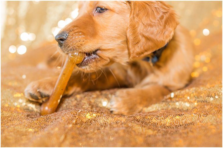 Happy The Golden Pup // Eugene Oregon Pet Photography // Stevi Sayler Photography