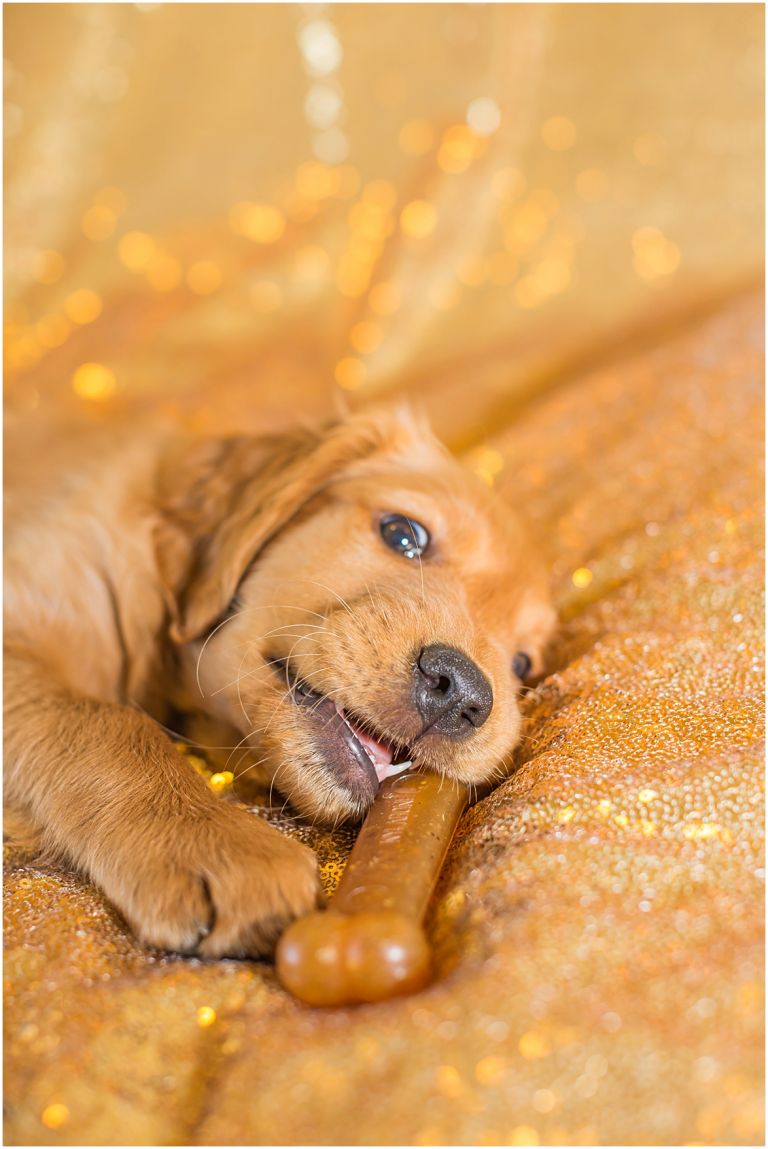 Happy The Golden Pup // Eugene Oregon Pet Photography // Stevi Sayler Photography