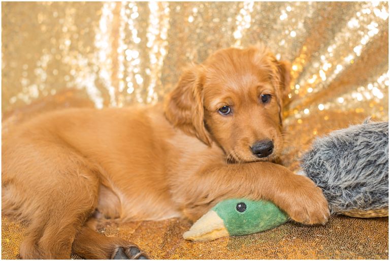 Happy The Golden Pup // Eugene Oregon Pet Photography // Stevi Sayler Photography