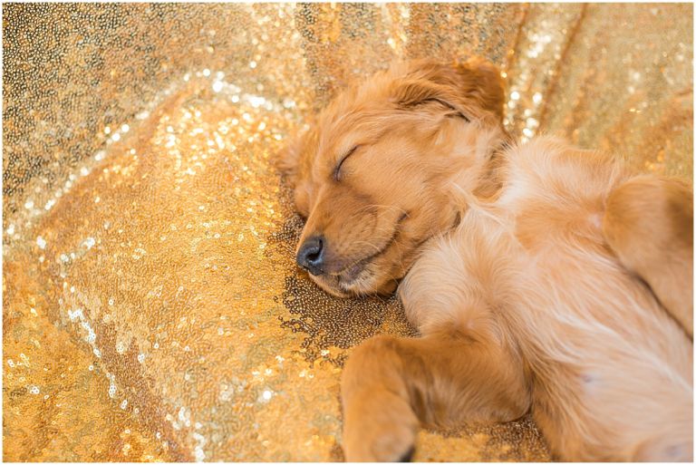 Happy The Golden Pup // Eugene Oregon Pet Photography // Stevi Sayler Photography