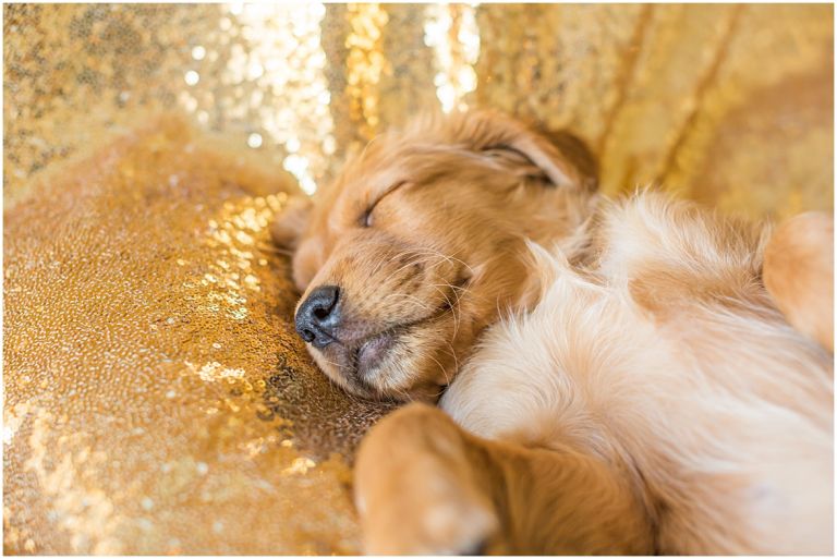 Happy The Golden Pup // Eugene Oregon Pet Photography // Stevi Sayler Photography