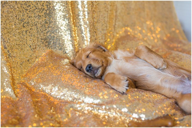 Happy The Golden Pup // Eugene Oregon Pet Photography // Stevi Sayler Photography