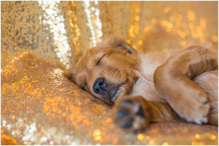 Happy The Golden Pup // Eugene Oregon Pet Photography // Stevi Sayler Photography