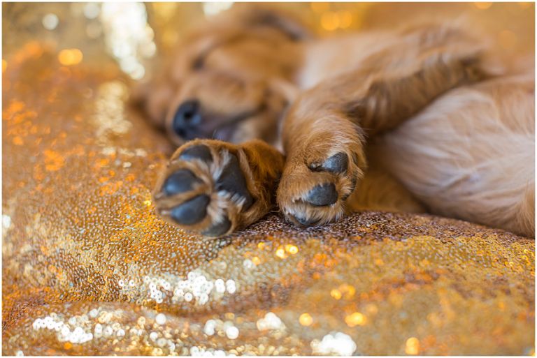 Happy The Golden Pup // Eugene Oregon Pet Photography // Stevi Sayler Photography