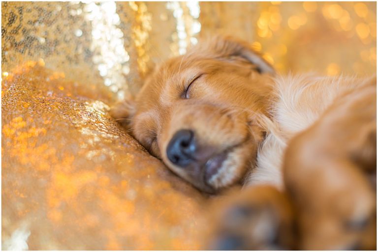 Happy The Golden Pup // Eugene Oregon Pet Photography // Stevi Sayler Photography