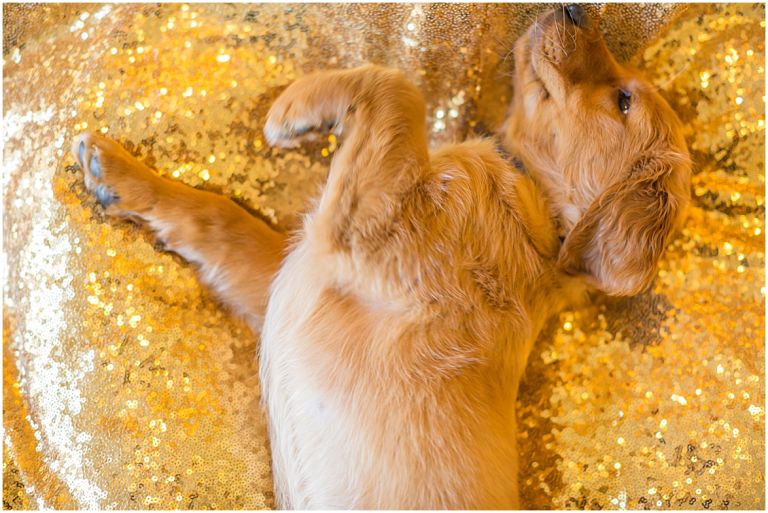 Happy The Golden Pup // Eugene Oregon Pet Photography // Stevi Sayler Photography