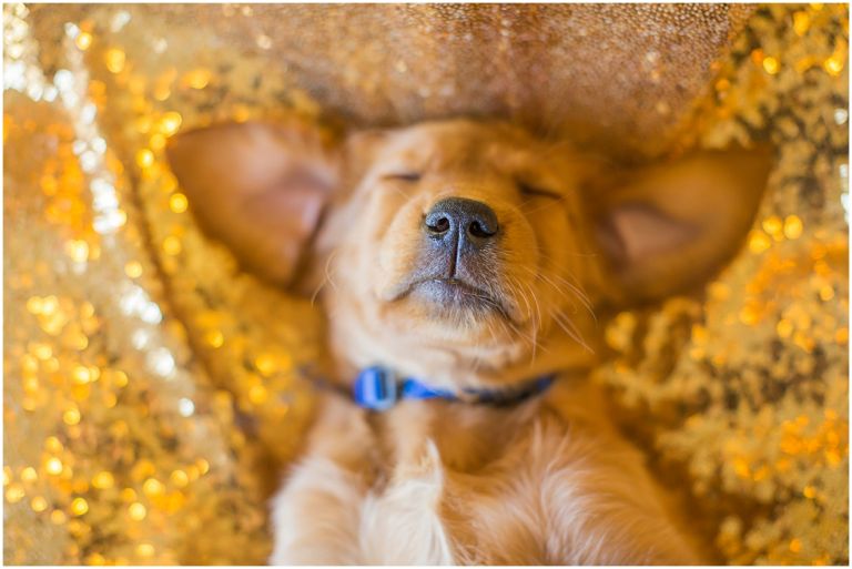 Happy The Golden Pup // Eugene Oregon Pet Photography // Stevi Sayler Photography