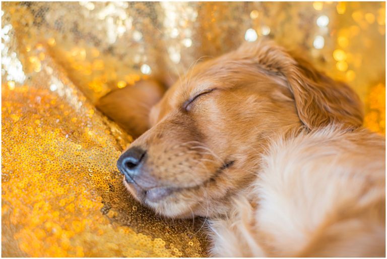 Happy The Golden Pup // Eugene Oregon Pet Photography // Stevi Sayler Photography