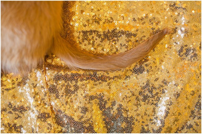 Happy The Golden Pup // Eugene Oregon Pet Photography // Stevi Sayler Photography
