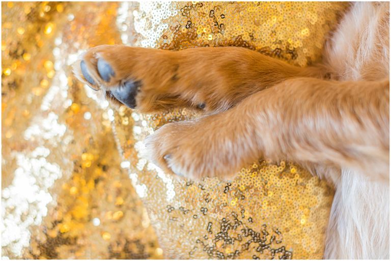 Happy The Golden Pup // Eugene Oregon Pet Photography // Stevi Sayler Photography