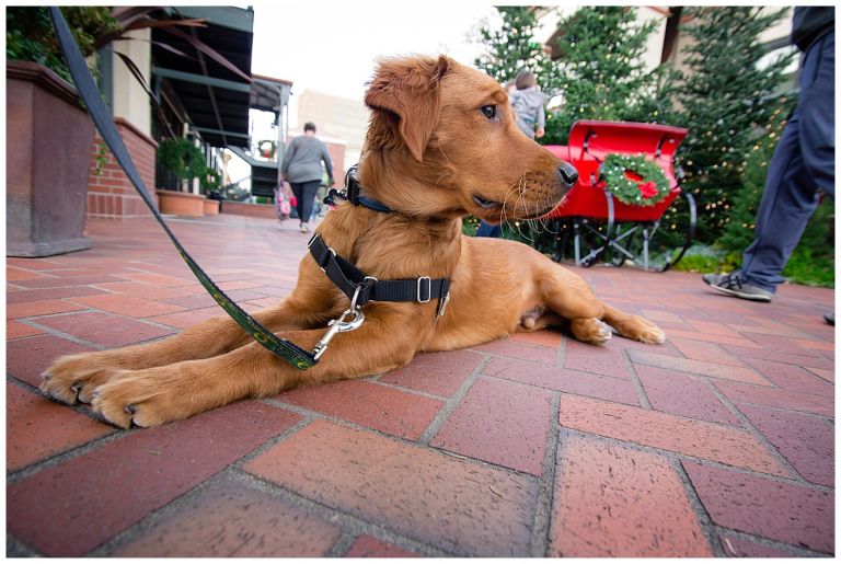 Eugene Oregon Pet Photography // Happy The Golden Pup // Oakway Center // Stevi Sayler Photography