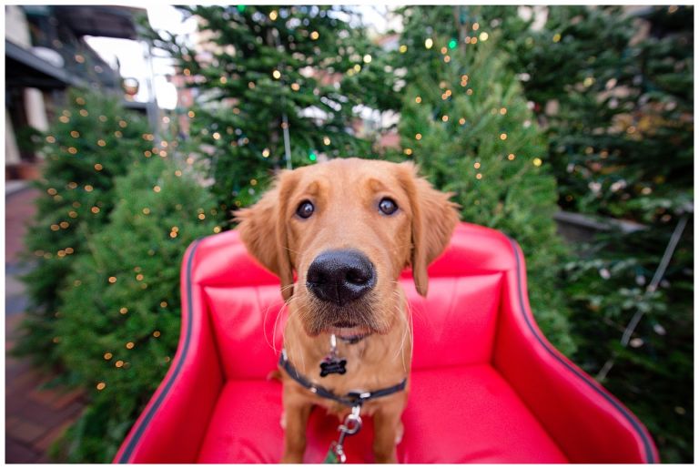 Eugene Oregon Pet Photography // Happy The Golden Pup // Oakway Center // Stevi Sayler Photography