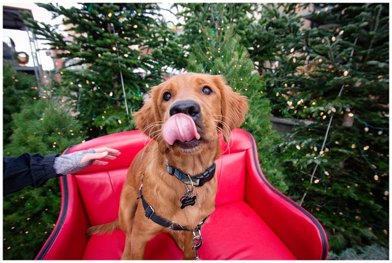Eugene Oregon Pet Photography // Happy The Golden Pup // Oakway Center // Stevi Sayler Photography