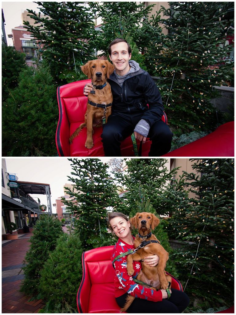 Eugene Oregon Pet Photography // Happy The Golden Pup // Oakway Center // Stevi Sayler Photography